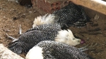 'Ổ' cúm H5N6 có độc lực rất mạnh bùng phát trên đàn gà 2.000 con ở Phú Yên