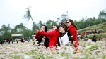 Nghệ An sẽ có tour 2 ngày 1 đêm khám phá thung lũng hoa tam giác mạch