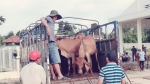 Bình Định: Trao tặng bò giống cho hộ nghèo