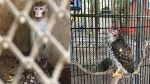 Cận cảnh thú nuôi bị cho là ngược đãi 'sống không bằng chết' tại công viên Củ Chi