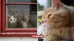 20 bức ảnh mèo 'mong mẹ về chợ' khiến bạn 'tan chảy' vì quá dễ thương