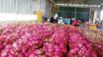 Xử lý nghiêm người nước ngoài 'núp bóng' kinh doanh thanh long trái phép ở Bình Thuận