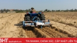 Lần đầu tiên trồng khoai tây vụ đông trên đất cát ở Cẩm Xuyên