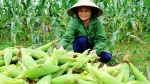 Quảng Bình: Đột phá trong cải tạo vườn tạp
