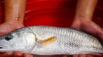 Ngư dân Đà Nẵng bắt được cá sủ vàng quý hiếm giá hàng trăm triệu