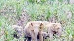 Nghệ An: Xuất hiện đàn voi rừng phá nát vườn nhà dân