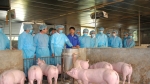 Phòng, chống dịch tả lợn châu Phi xâm nhiễm vào Hà Nội: Siết chặt kiểm soát, kiểm dịch
