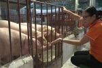 Nông dân Hà Nội thu gần 2 tỷ đồng mỗi năm nhờ cho lợn nghe nhạc
