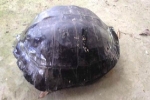 Mua rùa 9 kg có khắc chữ trên lưng để phóng sinh