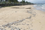Cá chết hàng loạt dạt bờ biển Đà Nẵng do nổ mìn?