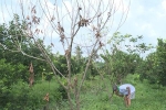 Vĩnh Long: Nhiều vườn chôm chôm bị kẻ gian đổ dầu phá hoại