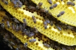 Dụ đàn ong ruồi về nhà nuôi lấy mật