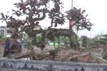 Bị cáo khai mua đồng hồ hơn 1 tỷ từ bán cây: Vườn cây cảnh ở Nam Định của ông Vĩnh 'khủng' cỡ nào?