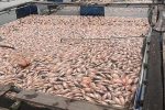 Hơn 50 tấn cá trong lồng bè chết sau một đêm, người dân trắng tay