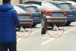 Mèo 'gập bụng' dưới gầm xe gây sốt ở Trung Quốc