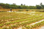Mưa lớn do bão Usagi gây ngập úng 70 ha rau ở Lâm Đồng