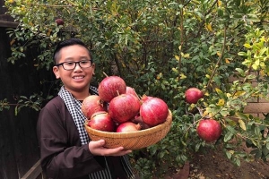 Gia đình Việt gốc Hoa thu hàng tạ trái cây từ vườn tại Mỹ