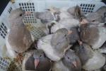 Nhập lậu 2.000 con chim bồ câu từ Trung Quốc về Việt Nam