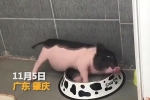 Nữ sinh Trung Quốc bị phát hiện nuôi lợn trong ký túc xá