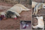 Nam Phi: 6 người Việt tham gia giết 40 con sư tử trong 2 ngày