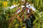 Hái cà phê thuê kiếm hơn 10 triệu đồng mỗi tháng ở Tây Nguyên