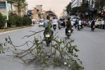 Clip: Thanh niên buộc nguyên cành cây lớn vào xe máy quét dọc đường Trường Chinh