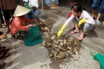 Tôm hùm ở Khánh Hòa chết hàng loạt, thiệt hại hơn 300 tỷ đồng