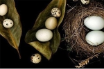Trứng cút, trứng gà, trứng vịt - trứng nào bổ hơn: Hãy nghe câu trả lời của chuyên gia