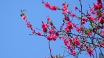 Lạng Sơn: Tổ chức Lễ hội hoa Đào Xứ Lạng lần thứ II
