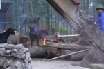 Rét cắt da ở Hà Nội, đến sư tử, gấu ngựa cũng phải dùng lò sưởi giữ ấm