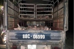 Bắt xe tải chở 32 con lợn bị bệnh lở mồm long móng