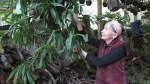 Cụ bà 80 tuổi ở Lai Châu kiếm hàng trăm triệu mỗi năm nhờ trồng lan