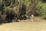 TP: HCM: Đi đánh cá trên sông Đồng Nai phát hiện thi thể người đàn ông chết trôi