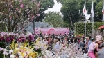 Hà Nội: Chuẩn bị khai mạc Lễ hội hoa anh đào Nhật Bản - Hà Nội hoàng tráng nhất năm 2019