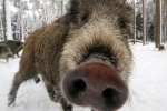 Hy hữu: Lợn rừng qua đường gây TNGT 11 người thương vong