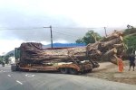 Xe chở cây 'khủng' lọt qua nhiều tỉnh thành bị bắt tại Huế