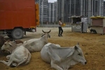 Ấn Độ đề xuất bò và người sống chung