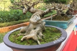 Kỳ dị loạt bonsai không lá thế độc hút hồn dân chơi
