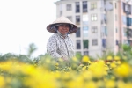 Người trồng hoa Tết ở Sài Gòn phấn khởi vì thời tiết ủng hộ