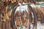 Bắt giữ lô hàng hơn 2 tấn ngà voi và vảy tê tê được khai báo là gỗ gõ