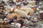 Quần đảo Nga ban bố tình trạng khẩn cấp vì gấu Bắc cực tấn công