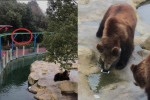 Trung Quốc: Toan ném táo cho gấu ăn, nữ du khách lại ném nhầm iPhone