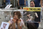 Nỗ lực xóa bỏ ngành công nghiệp thịt chó ở Hàn Quốc