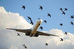 Chim va đập làm cong cánh quạt máy bay ở Tân Sơn Nhất