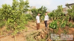 Lục Ngạn (Bắc Giang): Người nông dân khóc ròng vì cam hỏng, bị nhiễm bệnh
