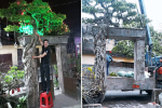 Gia chủ Hà Nội mua cây phải bứng cả cổng nhà