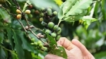 Lâm Đồng bùng phát dịch bọ xít muỗi gây hại cho cây cà phê