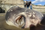Xác chết sinh vật kỳ lạ trên bờ biển California