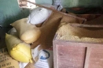 Vụ báo mất 49 cây vàng: Trộm chỉ lục tìm trong đống lúa