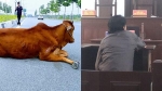 Thừa Thiên - Huế: Ông chủ nhận án tù vì con bò… qua đường lơ ngơ